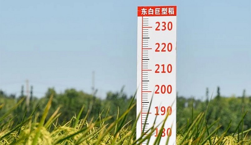 Trung Quốc trồng thành công lúa khổng lồ cao tới 2m.