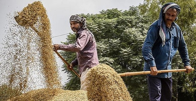 Ấn Độ cũng là quốc giá phát triển mạnh các giống lúa lai.