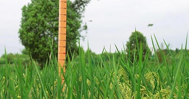 Giống lúa khổng lồ được trồng tại Trung Quốc.