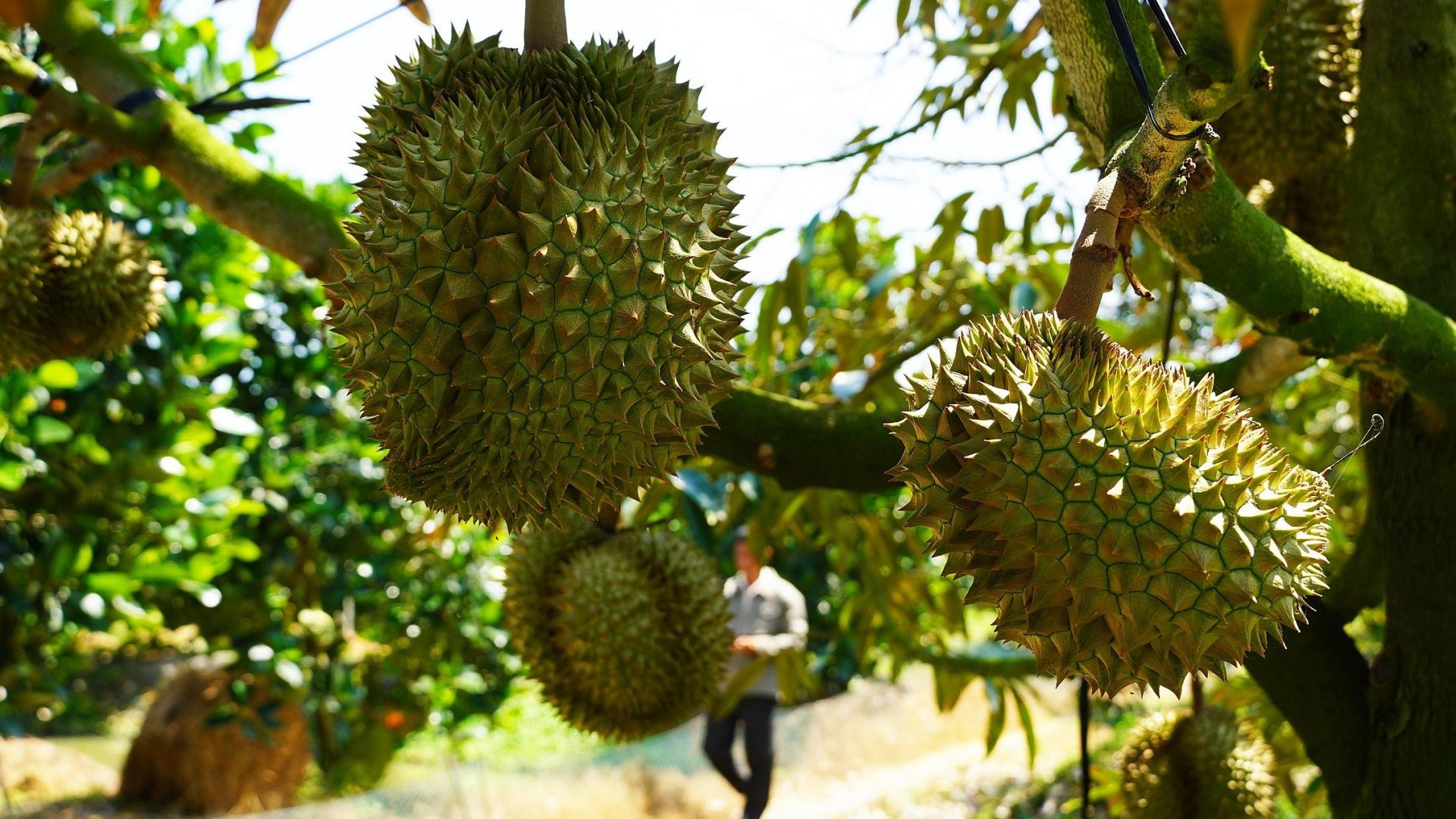 Chưa kịp vui vì độc tôn thị trường, sầu riêng Việt đã nhận cảnh báo về xuất khẩu trái non