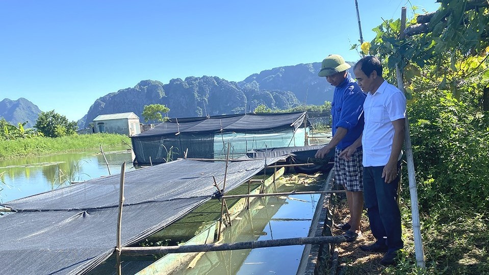 Dưới ao nuôi đặc sản ba ba, ốc, ếch trên bờ nuôi gà, lão nông ung dung thu nửa tỷ mỗi năm