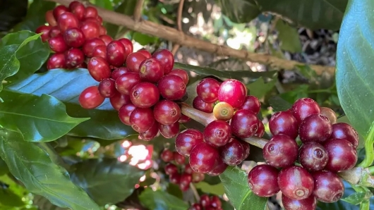 Giá nông sản hôm nay 03/9: Cà phê tăng thêm 800 đồng/kg, giá tiêu ít biến động ổn định ở mốc 72.500 đồng/kg