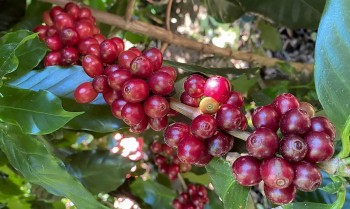 Giá nông sản hôm nay 03/9: Cà phê tăng thêm 800 đồng/kg, giá tiêu ít biến động ổn định ở mốc 72.500 đồng/kg