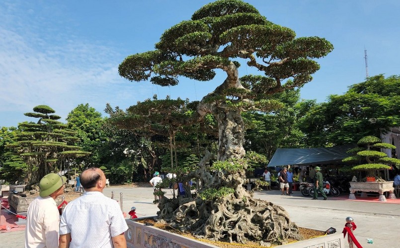Đáng chú ý là cây sanh dáng lão có tên là Lão Thọ Sinh Châu của một nhà vườn đến từ xã Hải Lý.