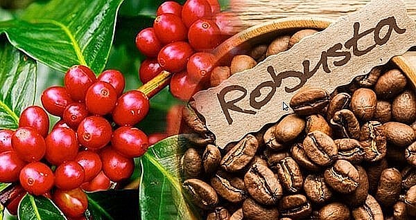 Giá nông sản hôm nay (05/9), giá cà phê tăng mạnh trên sàn kỳ hạn. Giá cà phê trong nước tăng thêm 100 đồng/kg.