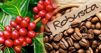 Giá nông sản hôm nay 05/9: Cà phê bắt nhịp xu hướng tăng, hồ tiêu lặng sóng giữ đỉnh 72.500 đồng/kg