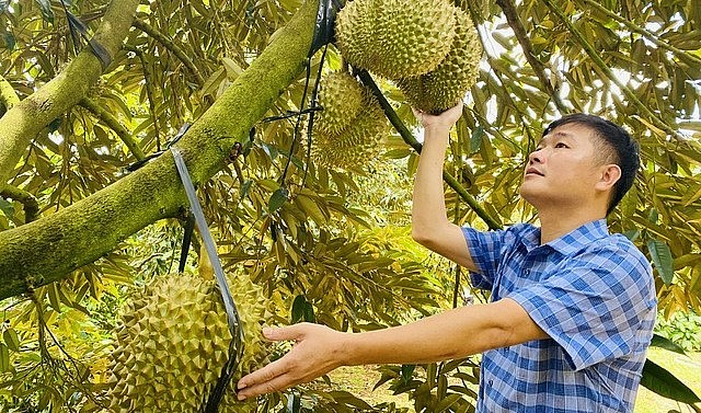 xuất khẩu chính ngạch nên sầu riêng chỉ mất đúng 7 tháng để trở thành loại “trái cây tỷ USD” của Việt Nam
