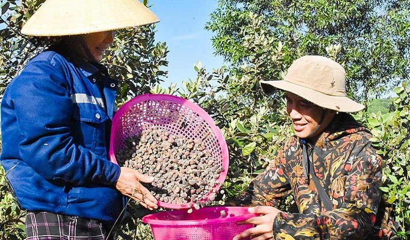 Năm nay, gia đình anh Định đã thu hoạch được hơn 4 tấn sim chín.