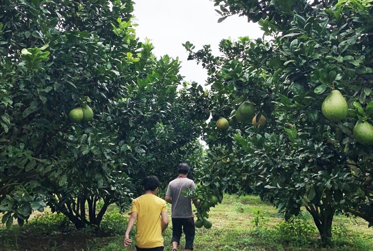 Bưởi Sang's Farm - sản phẩm OCOP 4 sao của Đắk Nông, đặc sản của người dân bon Rbút