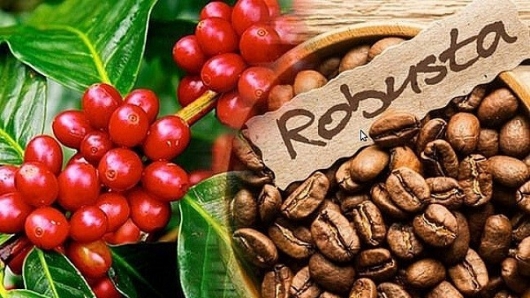 Giá nông sản hôm nay 07/9: Cà phê tăng thêm 100 đồng/kg, hồ tiêu đồng loạt tăng 500 đồng/kg