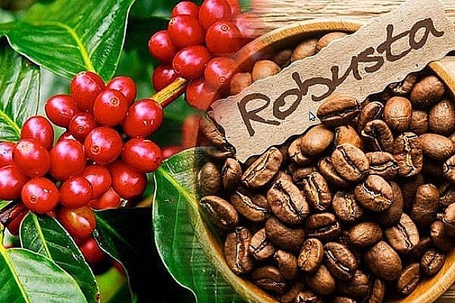 Giá nông sản hôm nay 07/9: Cà phê tăng thêm 100 đồng/kg, hồ tiêu đồng loạt tăng 500 đồng/kg