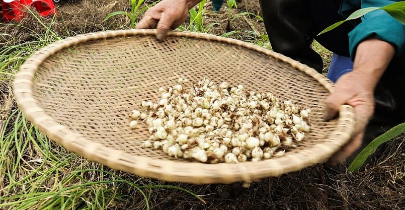 Hành tăm hay còn gọi là củ nén, được trồng nhiều tại Nghệ An, Hà Tĩnh