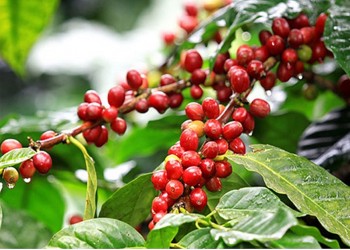 Giá nông sản hôm nay 9/9: Cà phê đồng loạt giảm nhẹ, giá tiêu đi ngang giữ đỉnh 73.500 đồng/kg