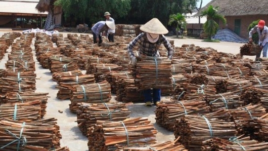 Xuất khẩu quế sang Ấn Độ chiếm tỷ trọng lớn nhất