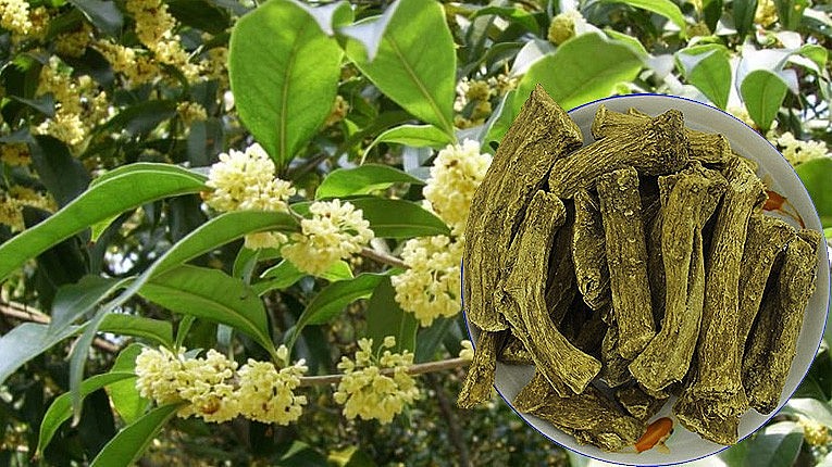 Cây mộc hương vừa là loại cây phong thủy vừa là vị thuốc quý