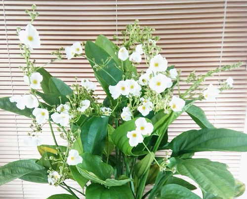 Loài hoa trắng muốt đẹp dịu dàng, trồng một chậu trước nhà gia tăng vượng khí
