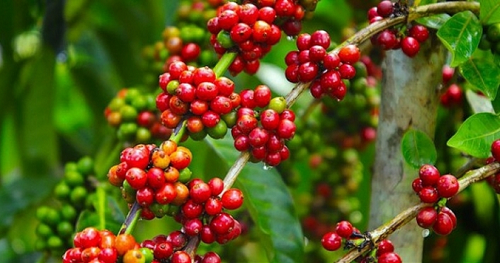 Giá nông sản hôm nay 12/9: Cà phê bắt nhịp xu hướng tăng, hồ tiêu lặng sóng giữ đỉnh 72.500 đồng/kg