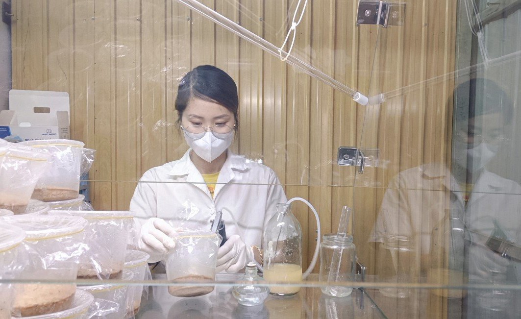 Nấm đông trùng hạ thảo An Tây Nguyên - chất lượng cao, nhiều dinh dưỡng Nấm đông trùng hạ thảo An Tây Nguyên - chất lượng cao, nhiều dinh dưỡng