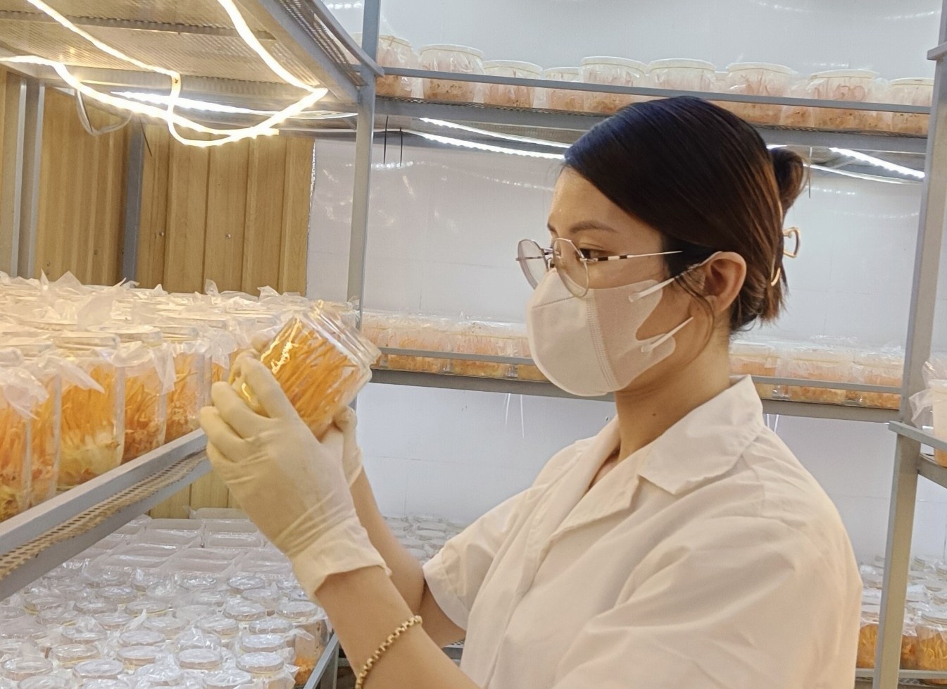 Nấm đông trùng hạ thảo An Tây Nguyên - chất lượng cao, nhiều dinh dưỡng Nấm đông trùng hạ thảo An Tây Nguyên - chất lượng cao, nhiều dinh dưỡng