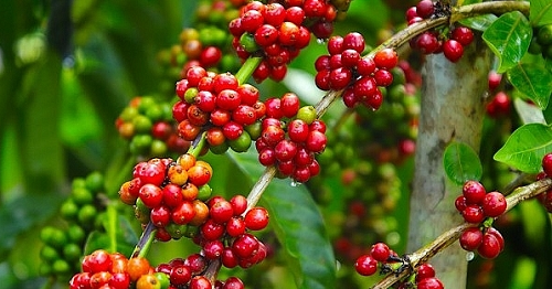 Giá nông sản hôm nay 13/9: Cà phê tiếp tục giảm nhẹ 200 đồng/kg, giá tiêu vẫn giữ vững đỉnh 73.500 đồng/kg