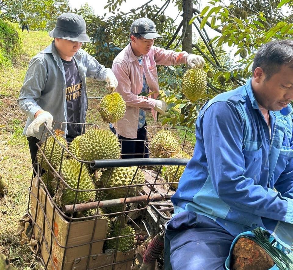 Người dân huyện Đạ Huoai, tỉnh Lâm Đồng thu hoạch sầu riêng năm 2023. (Ảnh: Thu Trinh).