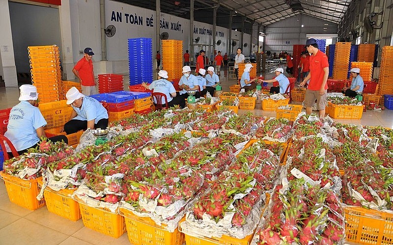 Thanh long là một trong những mặt hàng trái cây xuất khẩu nhiều sang thị trường Trung Quốc