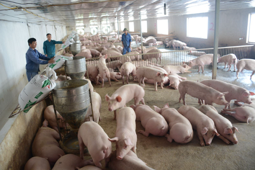 Giá heo hơi hôm nay 14/9: Tiếp tục giảm 1.000 đồng/kg , chăn nuôi lợn gặp khó khăn do dịch tả lợn châu Phi quay trở lại