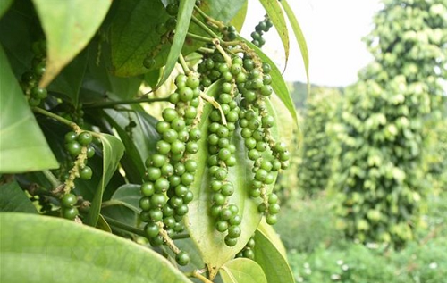 Giá nông sản hôm nay 13/9: Cà phê đảo chiều tăng 700 đồng/kg, hồ tiêu cố thủ trên đỉnh 73.500 đồng/kg