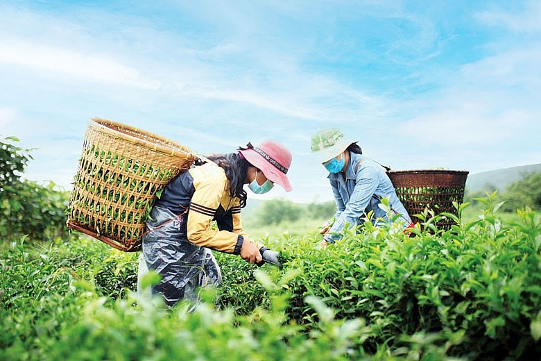 Việt Nam hiện đứng thứ sáu trong bảng xếp hạng về sản lượng chè trên toàn thế giới Ảnh: Hồng Thắm