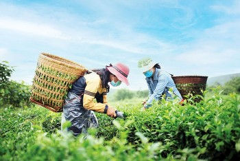 Loại cây của Việt Nam đứng thứ 6 thế giới về sản lượng, đem xuất khẩu thu gần 22 triệu USD trong tháng 8