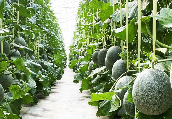 Trang trại Ông Tám - ươm quả ngọt trên đất cằn Trang trại Ông Tám - ươm quả ngọt trên đất cằn
