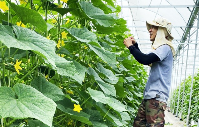 Trang trại Ông Tám - ươm quả ngọt trên đất cằn Trang trại Ông Tám - ươm quả ngọt trên đất cằn