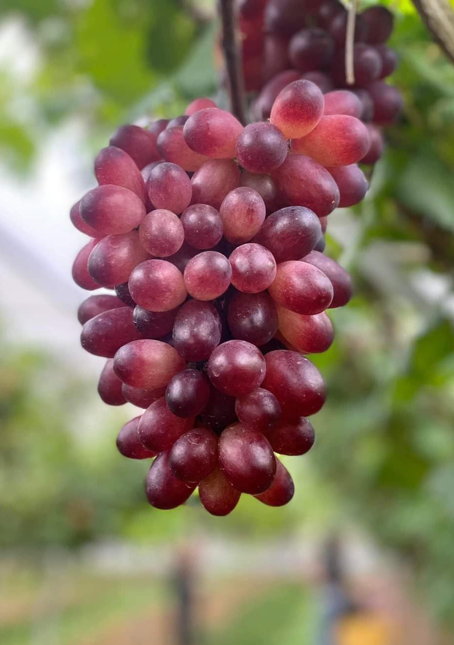 Trang trại Ông Tám - ươm quả ngọt trên đất cằn Trang trại Ông Tám - ươm quả ngọt trên đất cằn