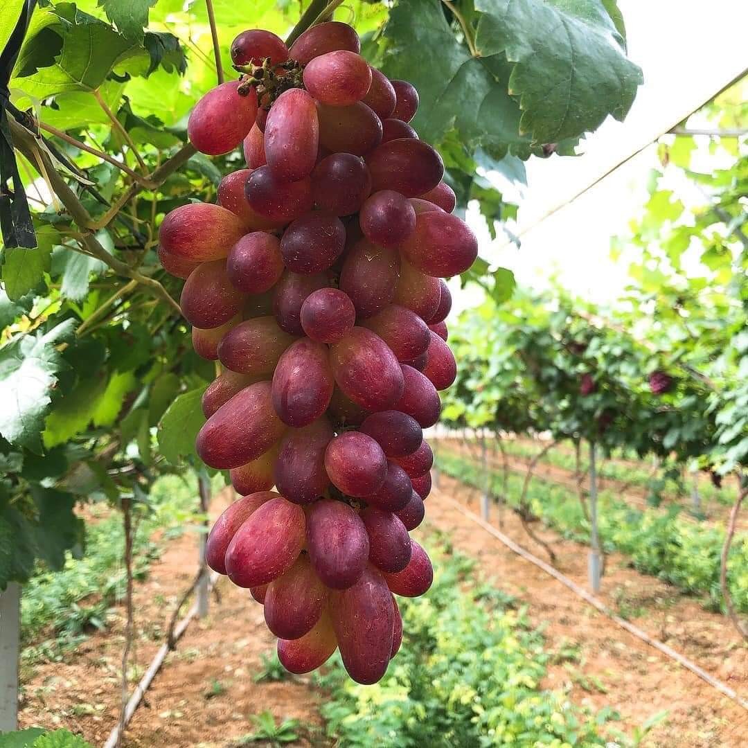 Trang trại Ông Tám - ươm quả ngọt trên đất cằn Trang trại Ông Tám - ươm quả ngọt trên đất cằn