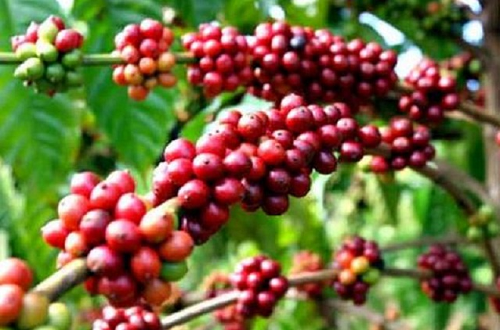 Giá nông sản hôm nay 15/9: Cà phê tăng khởi sắc đạt đỉnh 66.500 đồng/kg, hồ tiêu trầm lắng chưa vượt đỉnh 73.500 đồng/kg