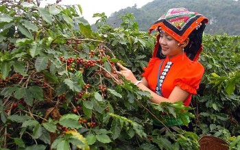 Lễ hội Cà phê Sơn La năm 2023: Quảng bá và tôn vinh hạt cà phê Việt