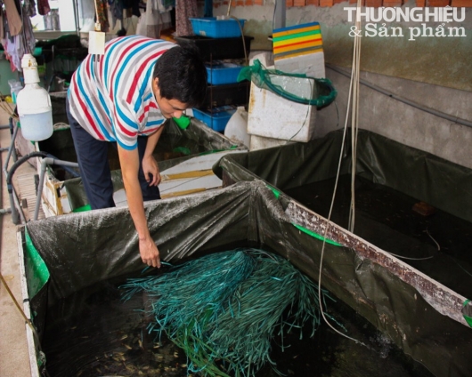 Chàng trai Đà Nẵng kiếm hàng trăm triệu mỗi năm nhờ nuôi loài cá bé tí