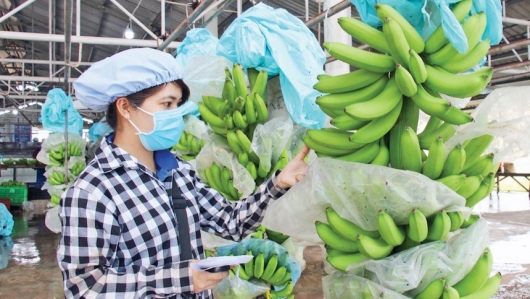 Nhật Bản tăng mạnh nhập khẩu chuối từ Việt Nam