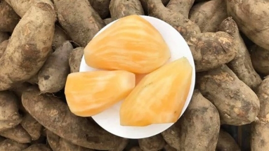 Loại sâm có củ giống hệt khoai lang, giá chỉ từ 15.000 đồng/kg, ăn vào bổ đủ thứ