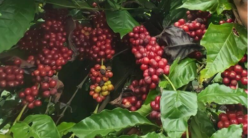 Giá nông sản hôm nay 19/9: Giá cà phê tăng lập đỉnh mới, hồ tiêu đi ngang chưa thể vượt đỉnh 72.500 đồng/kg