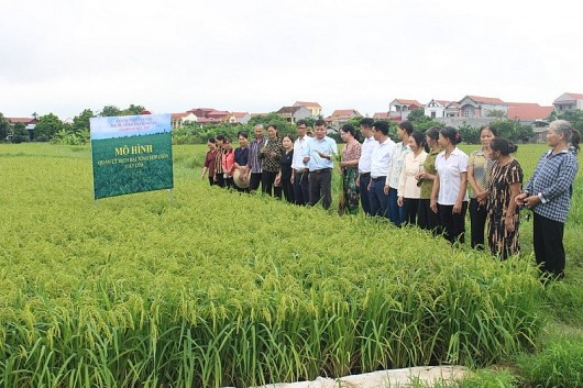 Hưng Yên đánh giá kết quả mô hình ứng dụng quản lý dịch hại IPM trên lúa vụ mùa