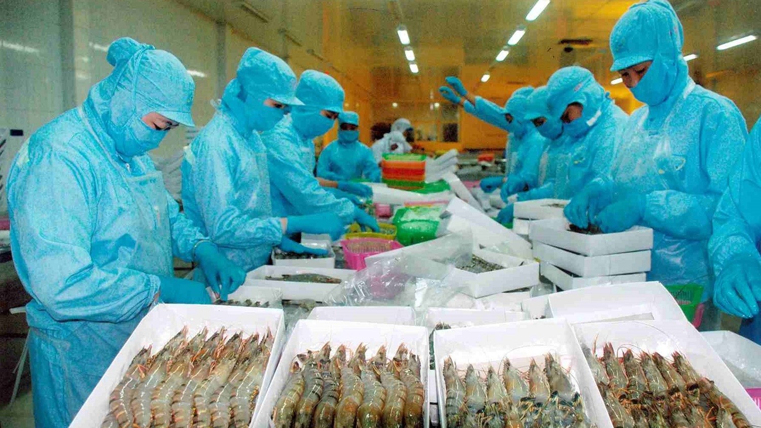 Xuất khẩu tôm sang thị trường Mỹ và Trung Quốc tiếp đà tăng