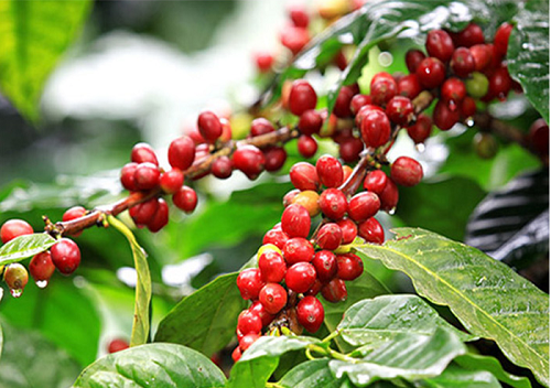 Giá nông sản hôm nay 20/9: Cà phê đồng loạt giảm, giá tiêu đi ngang giữ đỉnh 72.500 đồng/kg