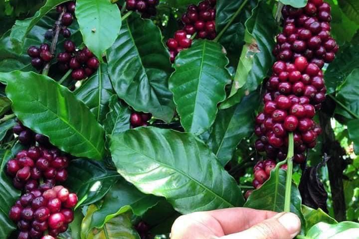 Cà phê của HTX được thu hái khi đạt độ chín 100%. Ảnh: Hoàng Hoài. Cà phê của HTX được thu hái khi đạt độ chín 100%. Ảnh: Hoàng Hoài.