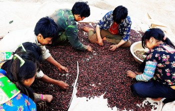 Cà phê bột Đắk Ka - chất lượng khác biệt, sản phẩm của chàng nông dân mê nông nghiệp