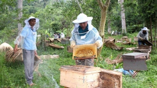 Cao Bằng: Phát triển nghề nuôi ong lấy mật, tạo nguồn sinh kế bền vững cho người dân