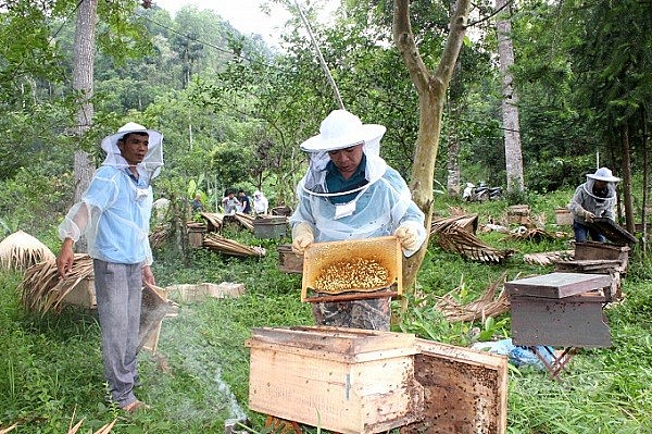 Bghề nuôi ong lấy mật đã trở thành một nguồn sinh kế bền vững, mang lại nguồn thu nhập ổn định cho nhiều hộ gia đình ở Cao Bằng