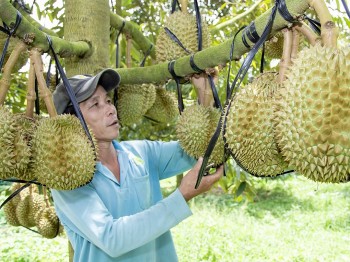 Nhiều nông dân Khánh Hoà trở thành tỷ phú nhờ trồng sầu riêng