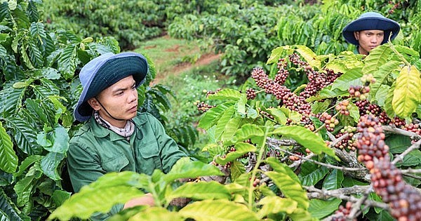 EU tăng nhập khẩu cà phê từ Việt Nam