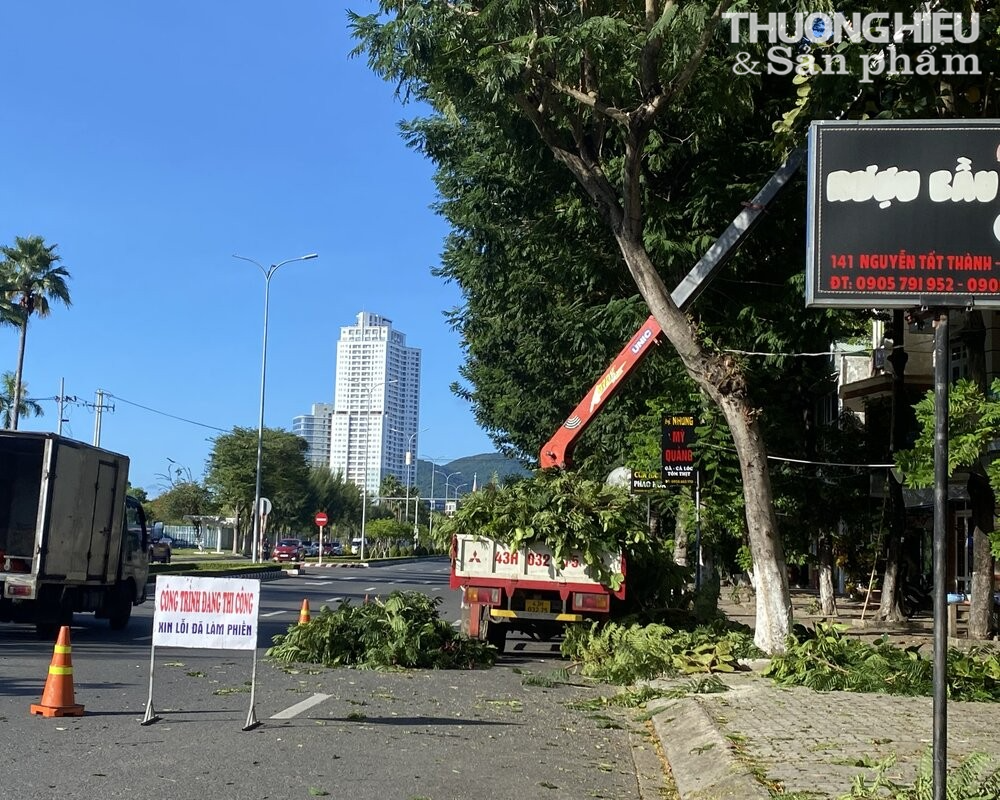 Cắt tỉa cây xanh tại Đà Nẵng để phòng chống mưa bão